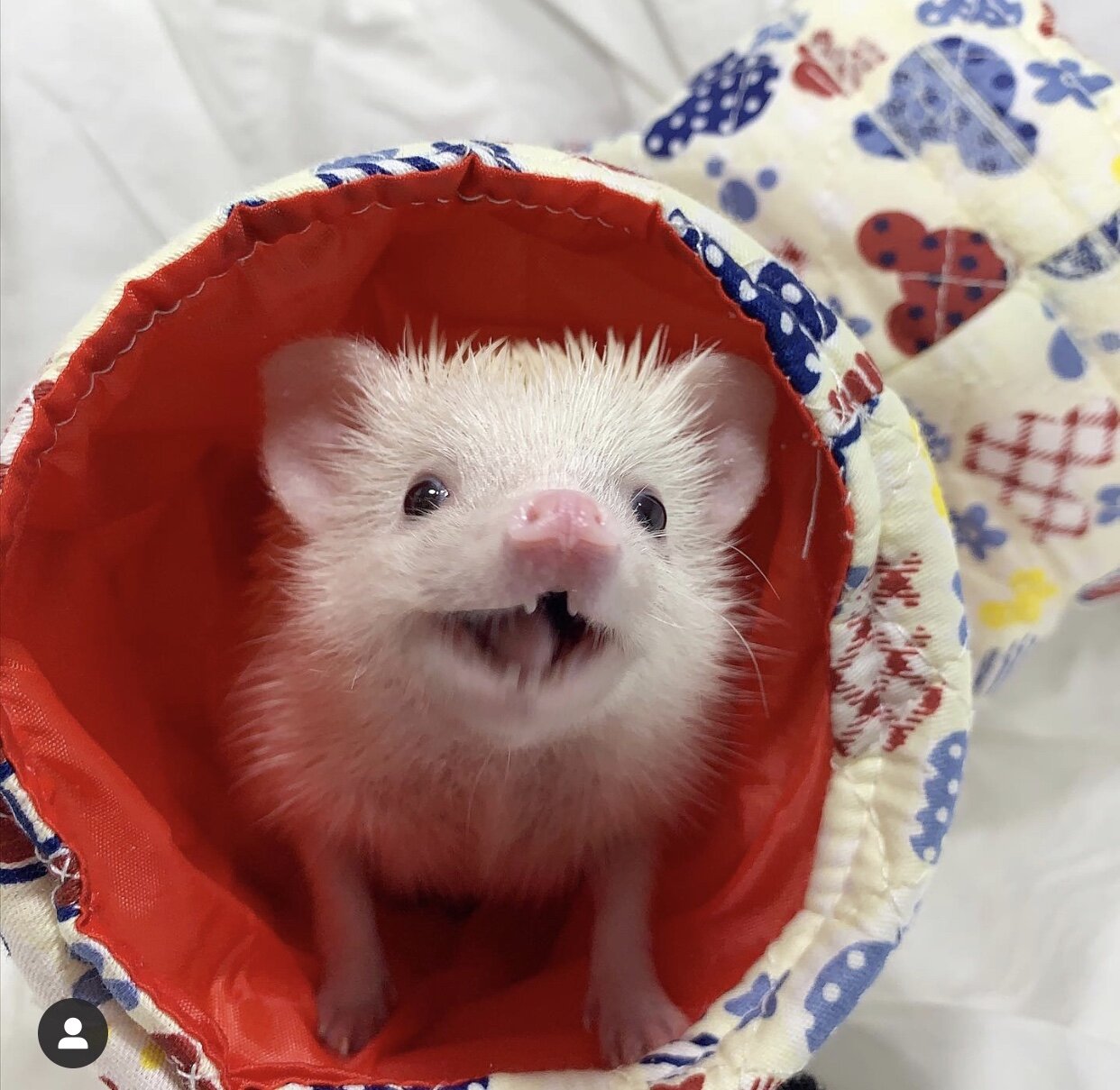 A hedgehog peeking out of a patterned sleeping pouch, from Kelly’s original website