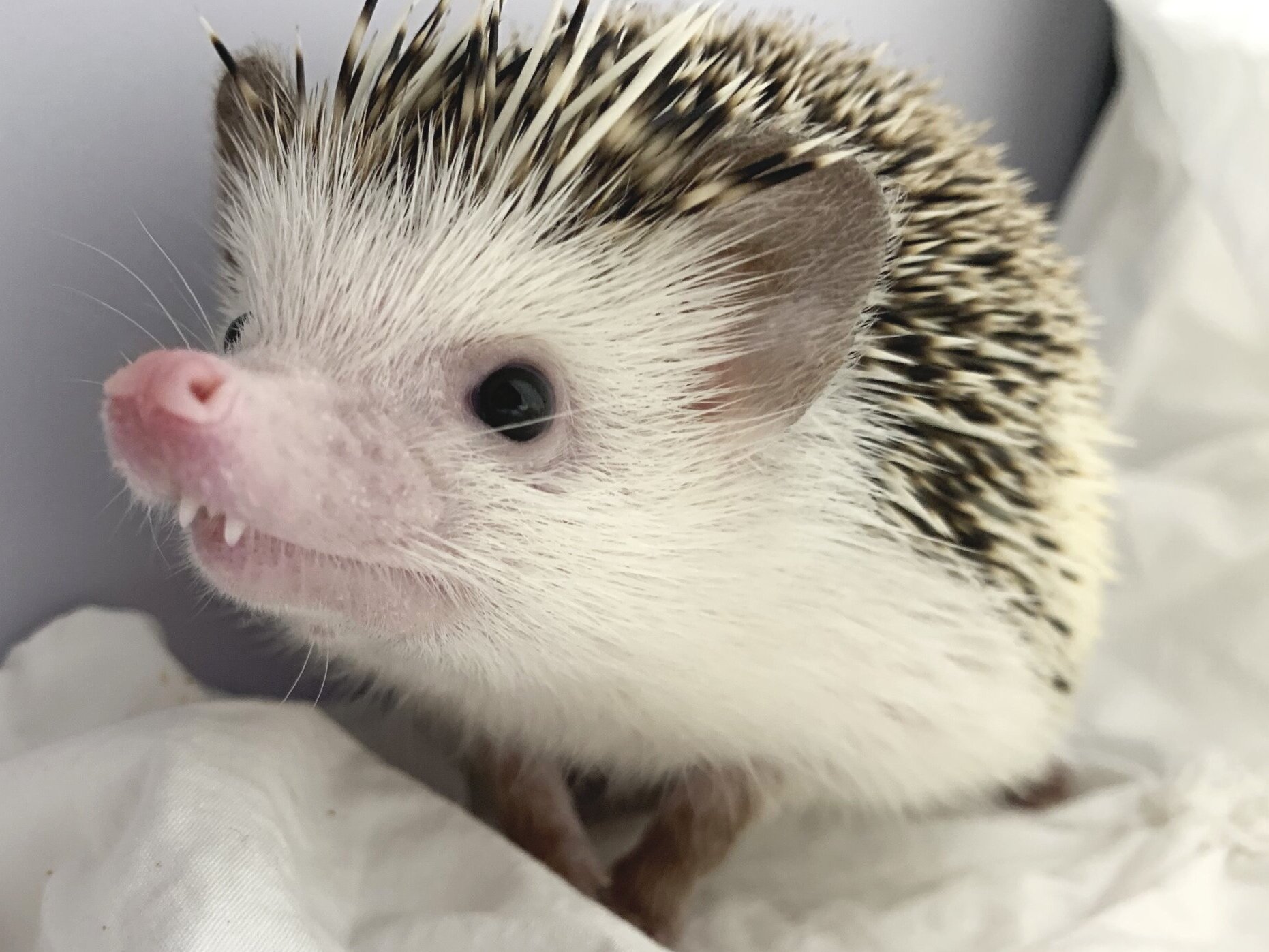 A hedgehog resting on a white blanket, from Kelly’s original Prickly Peach collection